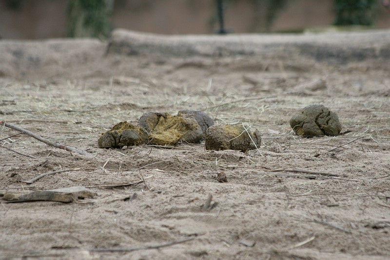 Fotoclubje Blijdorp 2008-31.jpg